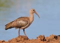 Hadeda Ibis Royalty Free Stock Photo