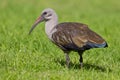 Hadeda ibis (bostrychia hagedash) Royalty Free Stock Photo