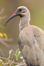 Hadeda Ibis (Bostrychia hagedash) Royalty Free Stock Photo