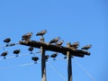 Hadeda ibis sitting on power poles in South Africa