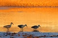 Hadeda ibises in water at sunset, South Africa