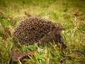 Hadgehog searching for wintering grounds Royalty Free Stock Photo