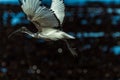 Hadida Ibis at take-off Royalty Free Stock Photo