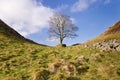 Hadrians Wall Sycamore Gap horizontal Royalty Free Stock Photo