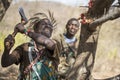 Hadzabe hunter in a african bush looking for honey in trees