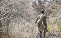 Hadzabe hunter in a african bush