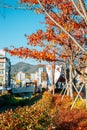 Haecheon Hangil movement theme street at autumn in Miryang, Korea