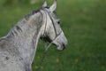 Haed Of Gray Horse