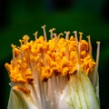 Haemanthus albiflos - flower bud with bright yellow stamens