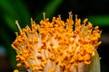 Haemanthus albiflos - flower bud with bright yellow stamens