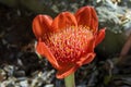 Haemanthus coccineus