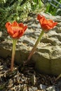 Haemanthus coccineus