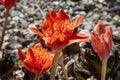 Haemanthus coccineus