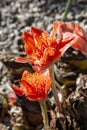 Haemanthus coccineus