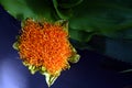 Haemanthus coccineus