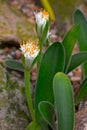 Haemanthus humilis subspecies hirsutus, flowering