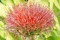 Haemanthus multiflorus Royalty Free Stock Photo