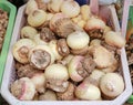 Haemanthus multiflorus Tratt. Martyn baby roots at market thailand Royalty Free Stock Photo