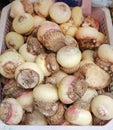 Haemanthus multiflorus Tratt. Martyn baby roots at market thailand