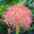 Haemanthus multiflorus (Tratt.) Martyn or blood lily bulb Royalty Free Stock Photo