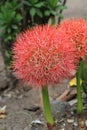 Haemanthus multiflorus (Tratt.) Martyn-Blood Lily flower. Royalty Free Stock Photo