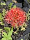 Haemanthus multiflorus Tratt. Martyn-Blood Lily flower.