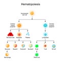 Haematopoiesis. development of different blood cells Royalty Free Stock Photo