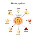 Haematopoiesis is the formation of blood cells. hemocytoblast in red bone marrow, white and red blood cells, Macrophage and Royalty Free Stock Photo