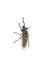 Haematopota cleg Royalty Free Stock Photo