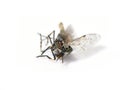 Dead biting horsefly cleg on white