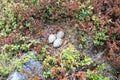 Haematopus ostralegus, Eurasian Oystercatcher. Eggs. Royalty Free Stock Photo