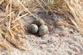 Haematopus ostralegus, Eurasian Oystercatcher. Eggs. Royalty Free Stock Photo