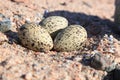 Haematopus ostralegus, Eurasian Oystercatcher. Eggs. Royalty Free Stock Photo