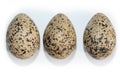 Haematopus ostralegus, Eurasian Oystercatcher. Eggs. Royalty Free Stock Photo