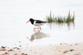 Haematopus ostralegus, Eurasian Oystercatcher Royalty Free Stock Photo