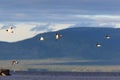 Haematopus ostralegus, Eurasian Oystercatcher Royalty Free Stock Photo