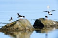 Haematopus ostralegus, Eurasian Oystercatcher Royalty Free Stock Photo