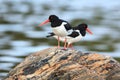 Haematopus ostralegus, Eurasian Oystercatcher Royalty Free Stock Photo