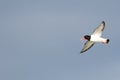 Haematopus ostralegus, Eurasian Oystercatcher Royalty Free Stock Photo