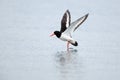 Haematopus ostralegus, Eurasian Oystercatcher Royalty Free Stock Photo