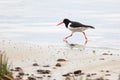 Haematopus ostralegus, Eurasian Oystercatcher Royalty Free Stock Photo