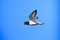 Haematopus ostralegus, Eurasian Oystercatcher Royalty Free Stock Photo