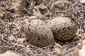 Haematopus ostralegus, Eurasian Oystercatcher. Two Eggs and nest. Royalty Free Stock Photo