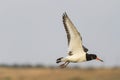 Haematopus ostralegus flying over the lake Royalty Free Stock Photo