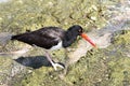 Haematopus palliatus American oystercatcher bird