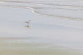 Haematopus palliatus bird in Cassino beach