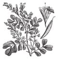 Haematoxylum campechianum Logwood vintage engraving Royalty Free Stock Photo