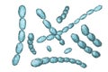 Haemophilus ducreyi bacteria