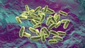 Haemophilus influenzae bacteria, 3D illustration
