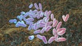 Haemophilus influenzae bacteria, 3D illustration